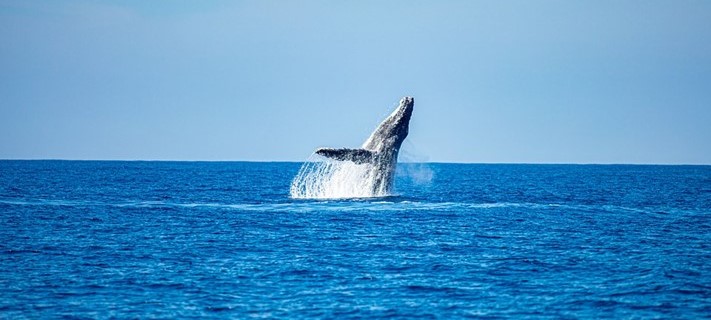 Avistamiento de ballenas jorobadas, playa los Cóbanos