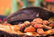 El cacao diversifica la oferta turística de Guatemala El cacao diversifica la oferta turística de Guatemala