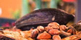 Cacao Diversifies Guatemala’s Tourism Offer El cacao diversifica la oferta turística de Guatemala