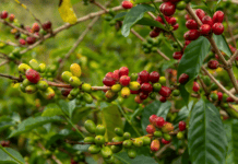 Panamá, líder mundial en café de especialidad con el récord de su café Geisha Café Geisha, Panama