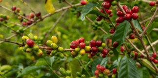 Panamá, líder mundial en café de especialidad con el récord de su café Geisha Café Geisha, Panama