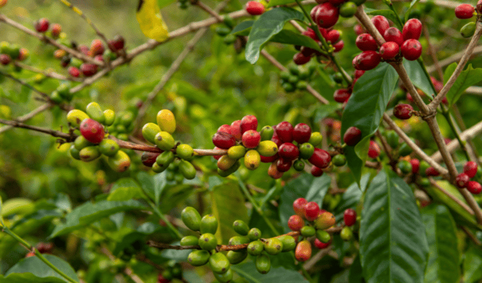 Café Geisha, Panama