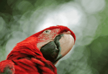 Centroamérica, destino imperdible para los amantes del aviturismo