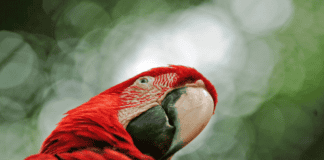 Centroamérica, destino imperdible para los amantes del aviturismo