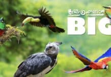 Centroamérica celebra su primer Big Day, marcando un hito para la observación de aves y el turismo sostenible Banner Centroamérica Big Day