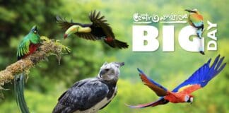 Centroamérica celebra su primer Big Day, marcando un hito para la observación de aves y el turismo sostenible Banner Centroamérica Big Day