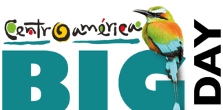 Juntos colocamos a Centroamérica en el mapa internacional de avistamiento de aves Resultados finales Centroamérica Big Day