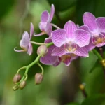 orquidea-000jpeg