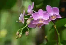 Orquídeas, el tesoro natural que Panamá convierte en oportunidad económica Las orquídeas, el tesoro natural de Panamá.