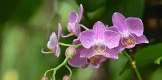 Orquídeas, el tesoro natural que Panamá convierte en oportunidad económica Las orquídeas, el tesoro natural de Panamá.