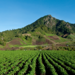 Panamá, agricultura
