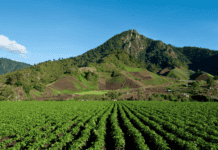 Agricultura orgánica en Panamá: Más allá del cacao y hacia nuevos mercados Panamá, agricultura