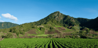 Agricultura orgánica en Panamá: Más allá del cacao y hacia nuevos mercados Panamá, agricultura