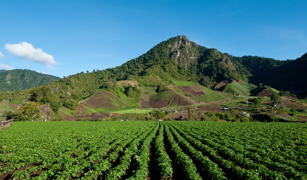 Panamá, agricultura
