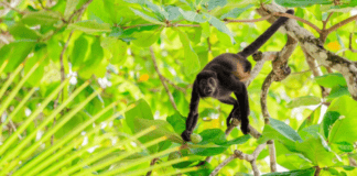 The New York Times resalta la fauna y riqueza natural de Panamá