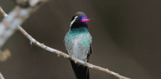 Panamá se une al mayor conteo de aves del mundo Cornell Global Big Day panamá