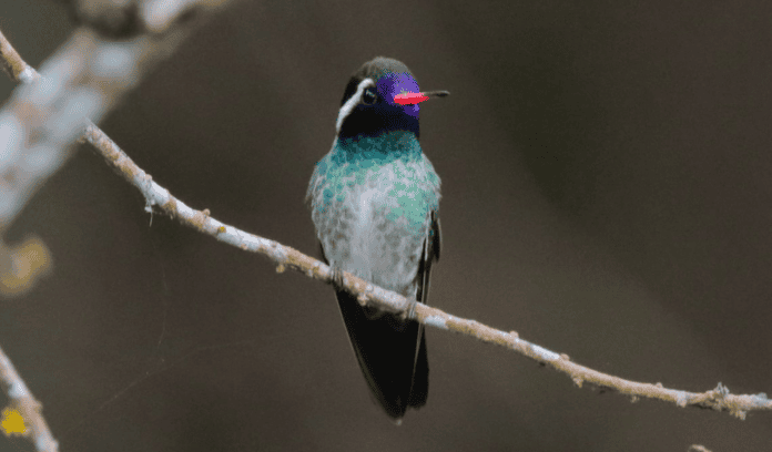 Cornell Global Big Day panamá