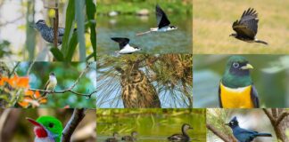 Centroamérica Big Day 2026 registra más de 850 especies de aves durante la jornada regional