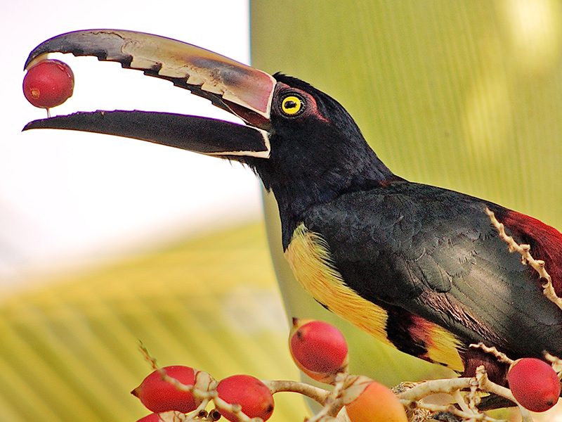 Conoce Costa Rica en Centroamérica