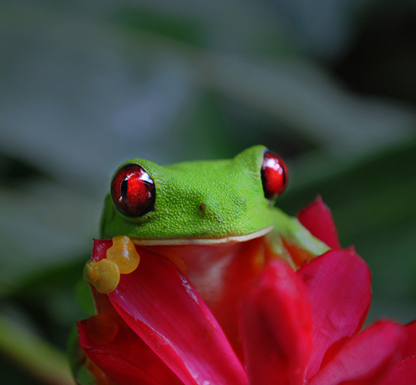 Naturaleza y ciudades coloniales en Costa Rica y Nicaragua