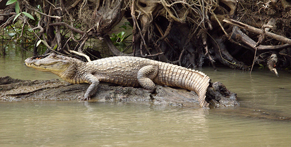 Costa Rica Panama Adventure experiences. Central America Tour