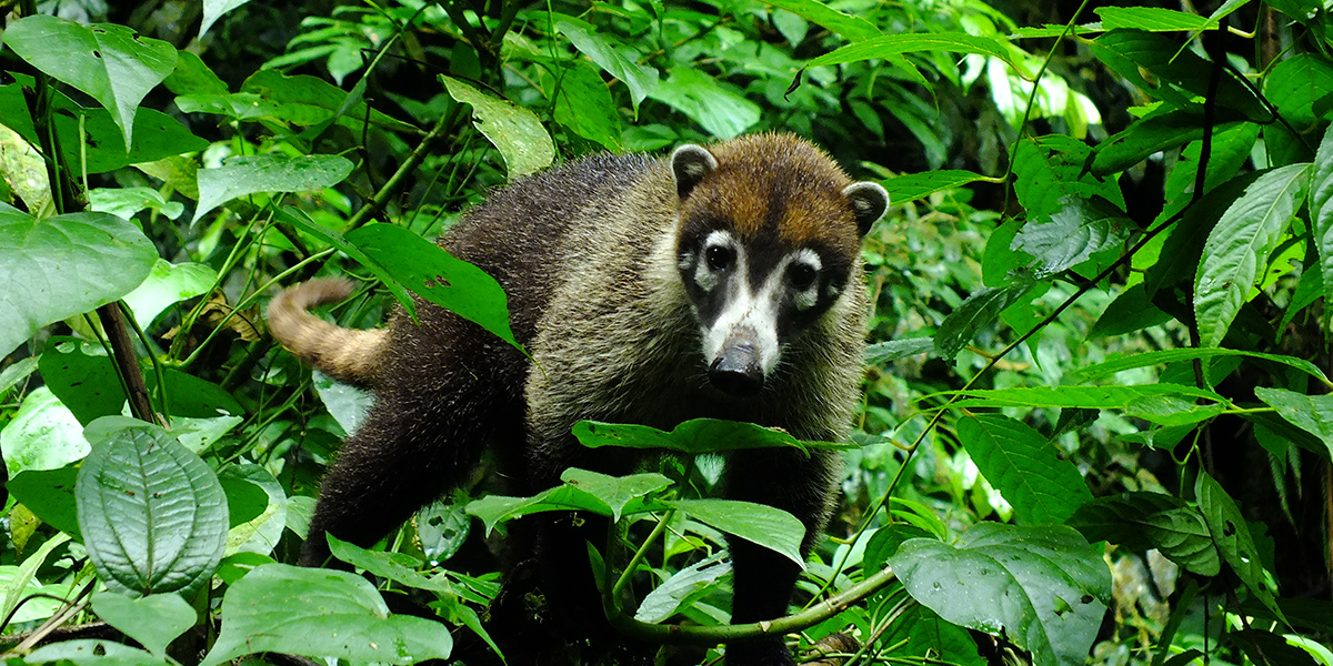  Aventura en Costa Rica y Panamá, multidestino en centroamérica 