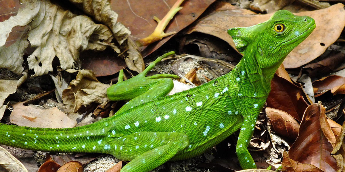  Aventura en Costa Rica y Panamá, multidestino en centroamérica 