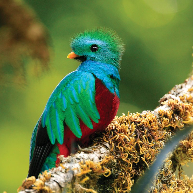 Biodiversity and fauna in Costa Rica