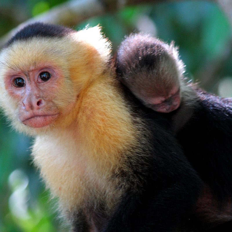 Biodiversity in Costa Rica: Capuchins