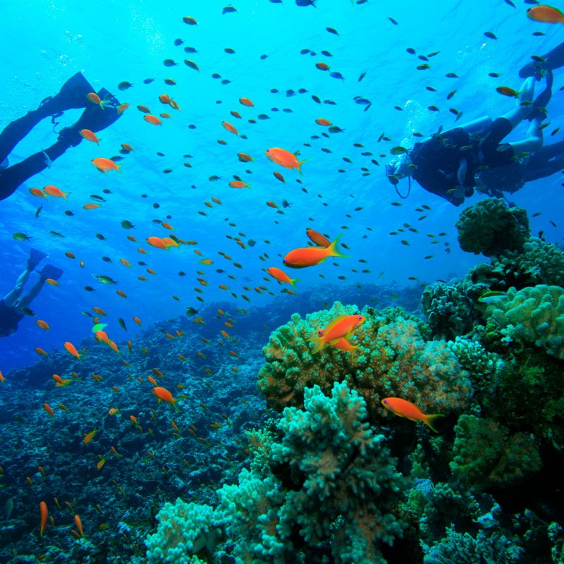 Corals in Honduras