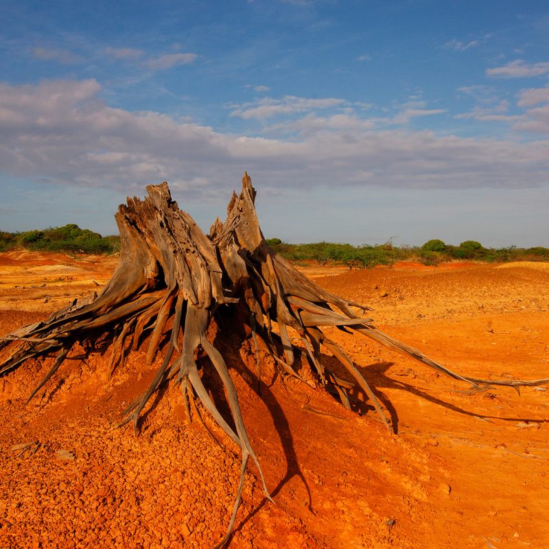 Desert Sarigua in Panama