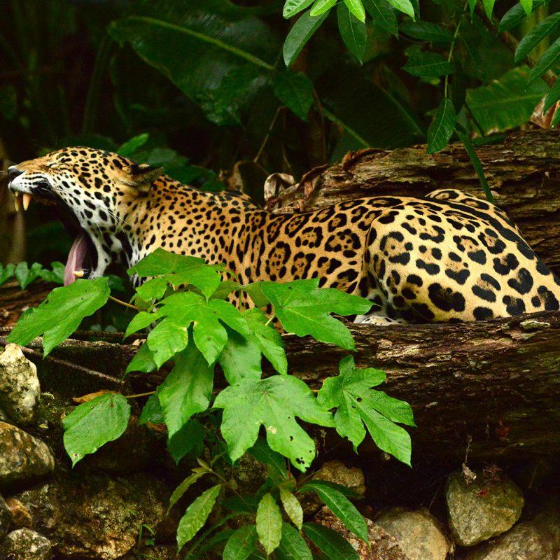 Fauna and biodiversity in Belize