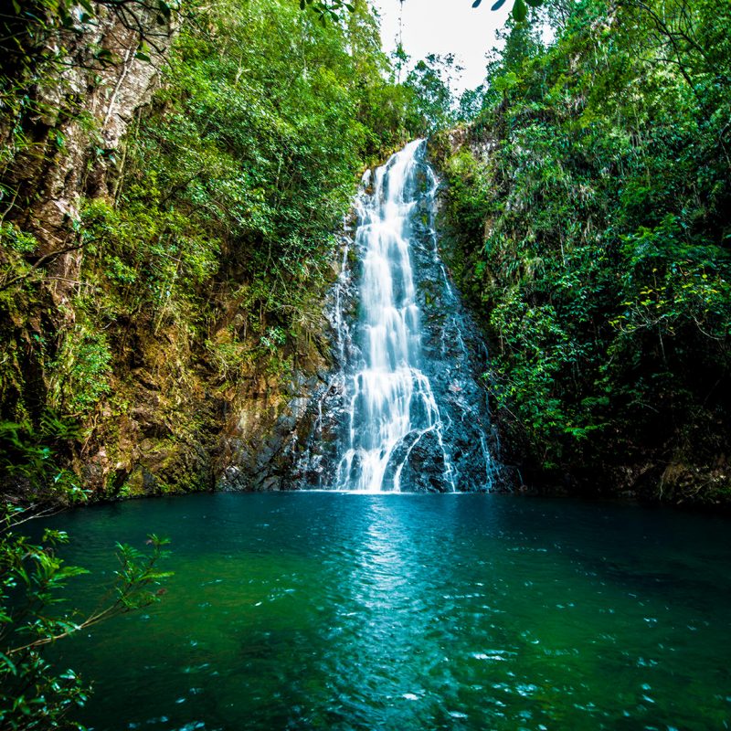 Tropical forests in Belize