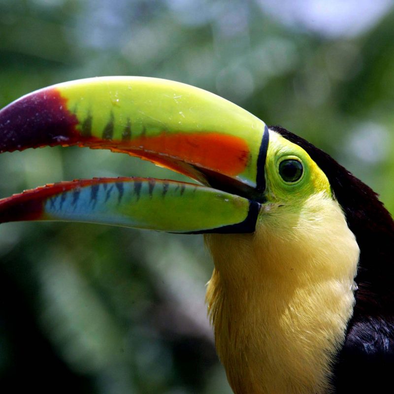 Fauna and biodiversity in Honduras: Toucan