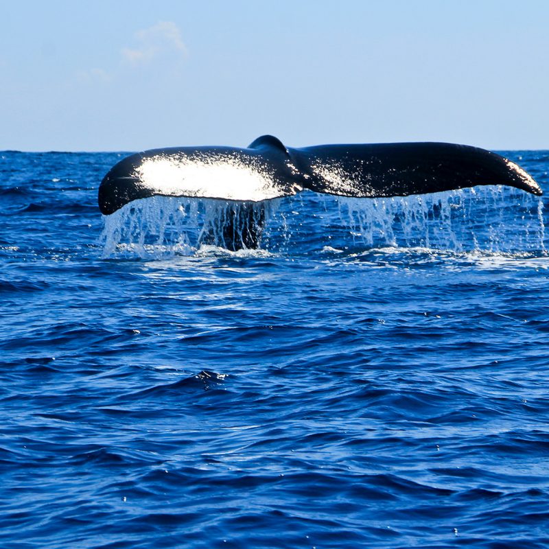 Avistamiento de Ballenas en Cobanos en El Salvador