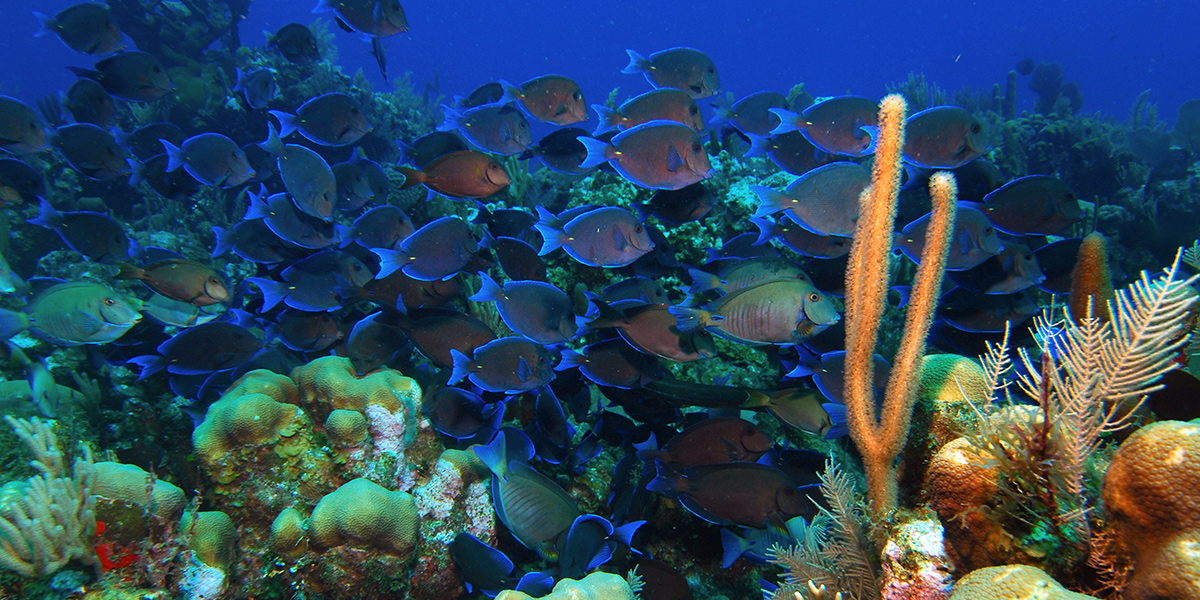  Islas de la bahía de Roatán en Honduras 