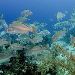 Central America. Barrier Reef in Belize