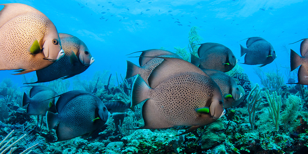  Gran Barrera de Coral de Belice, Patrimonio de la humanidad 