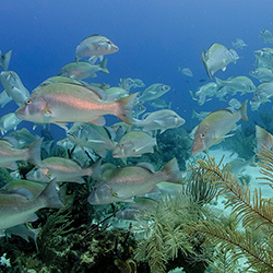 Gran Barrera de Coral de Belice, Patrimonio de la humanidad