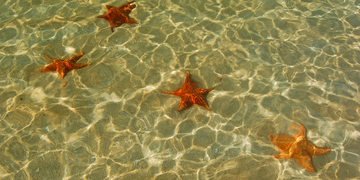  Playa de las Estrellas en Bocas de Toro, Panamá 