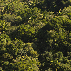 Central America. Blade Nature Reserve in Belize