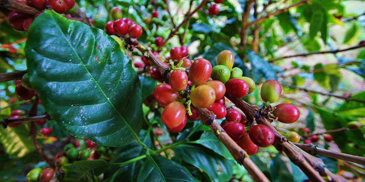  Central America. Coffee Route in Nicaragua 