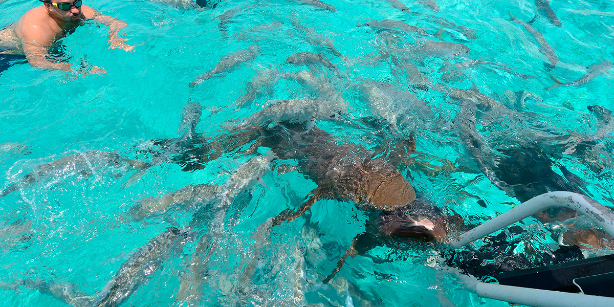  Reserva Marina de Hol Chan en Belice, naturaleza en Centroamérica 