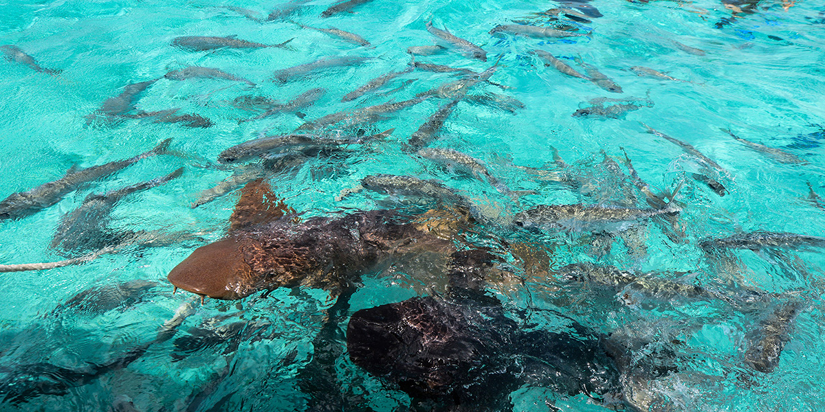  Reserva Marina de Hol Chan en Belice, naturaleza en Centroamérica 