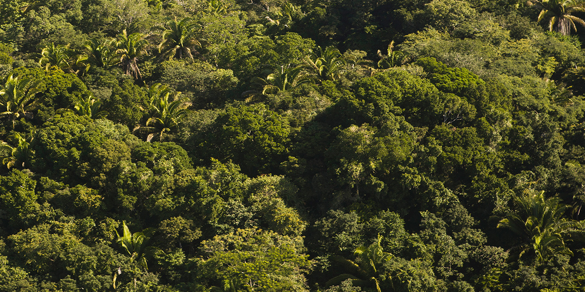  Reserva Natural Blanden en Belice, un pulmón mundial 