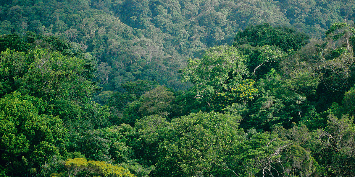  Parque Nacional de Darién en Panamá, Centroamérica Natural 