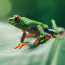 Central America. Canals Tortuguero in Costa Rica