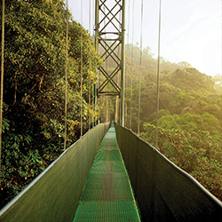 Central America. Cloud forest monteverde in Costa Rica