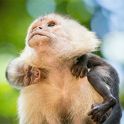 Central America. Darke bay Corcovado National Park in Costa Rica