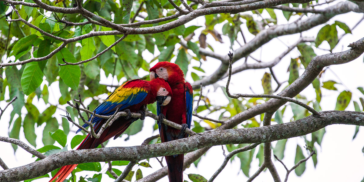  Central America. Manuel Antonio national park in Costa Rica 